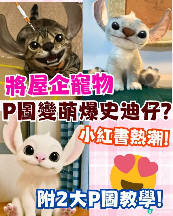 將寵物P圖成萌爆史迪仔❗ 網民分享失敗作超爆笑🔥附美圖秀秀/AI 修圖教學