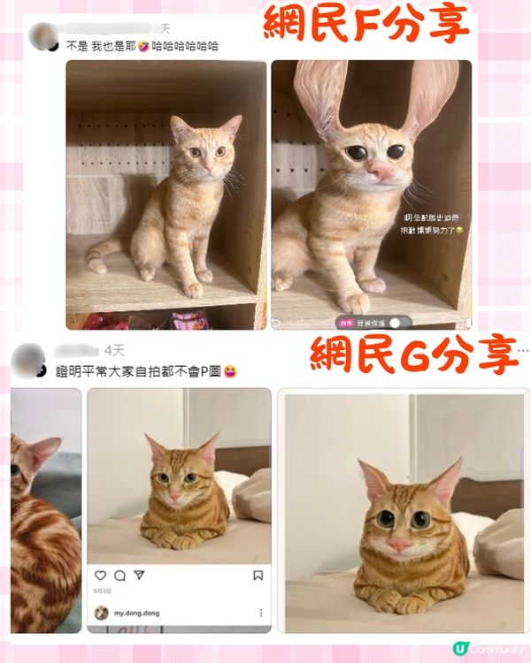 將寵物P圖成萌爆史迪仔❗ 網民分享失敗作超爆笑🔥附美圖秀秀/AI 修圖教學