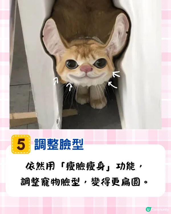 將寵物P圖成萌爆史迪仔❗ 網民分享失敗作超爆笑🔥附美圖秀秀/AI 修圖教學