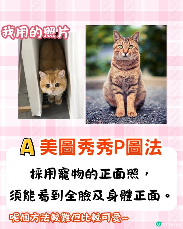 將寵物P圖成萌爆史迪仔❗ 網民分享失敗作超爆笑🔥附美圖秀秀/AI 修圖教學