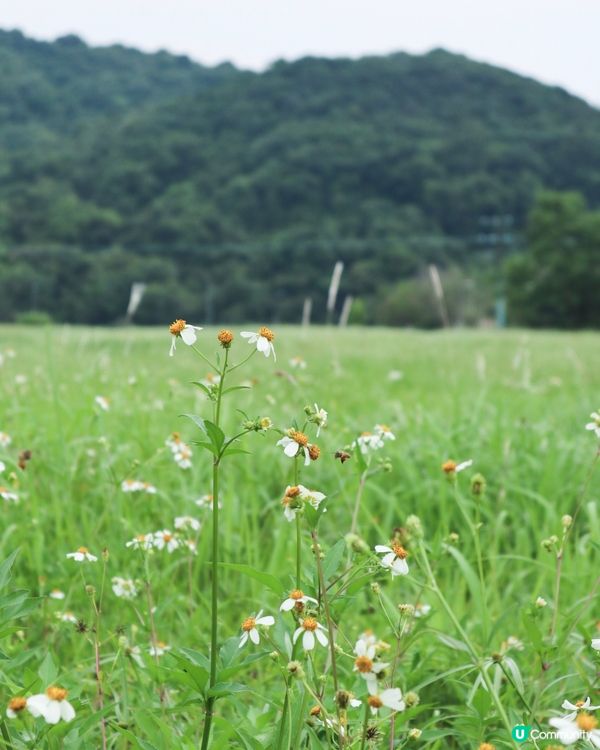 香港｜香港世外桃源隱世大草原西貢深涌 🍃