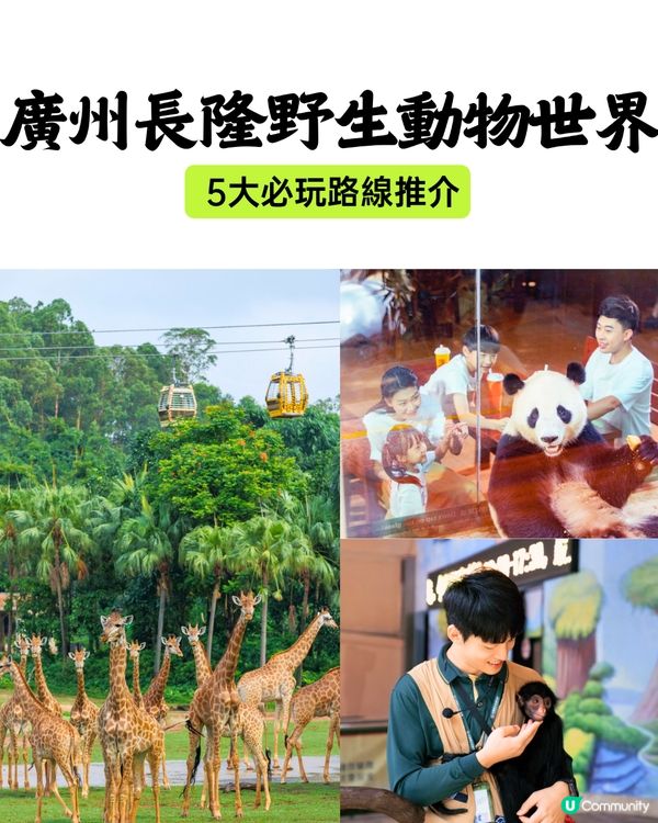 廣州長隆野生動物世界1日遊玩| 5大必玩路線推介| 打卡網紅奶爸x黑蜘蛛猴/俯瞰長頸鹿/熊貓餐廳‼️附票價資訊