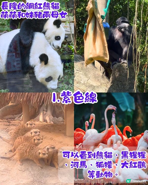 廣州長隆野生動物世界1日遊玩| 5大必玩路線推介| 打卡網紅奶爸x黑蜘蛛猴/俯瞰長頸鹿/熊貓餐廳‼️附票價資訊