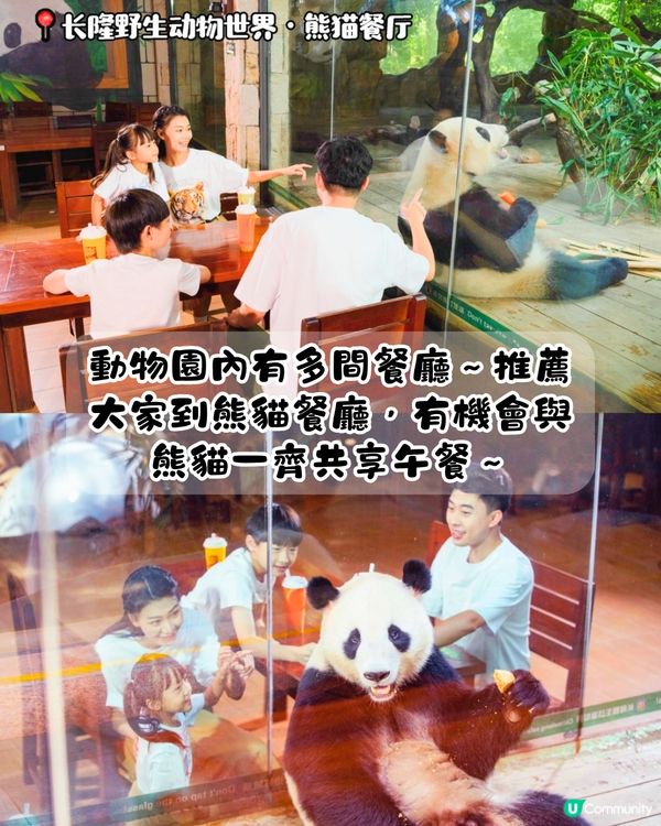 廣州長隆野生動物世界1日遊玩| 5大必玩路線推介| 打卡網紅奶爸x黑蜘蛛猴/俯瞰長頸鹿/熊貓餐廳‼️附票價資訊