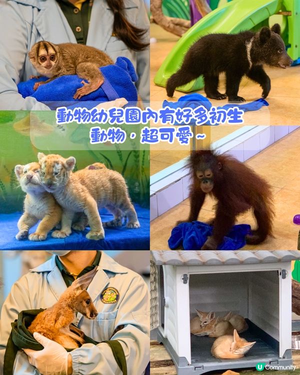廣州長隆野生動物世界1日遊玩| 5大必玩路線推介| 打卡網紅奶爸x黑蜘蛛猴/俯瞰長頸鹿/熊貓餐廳‼️附票價資訊
