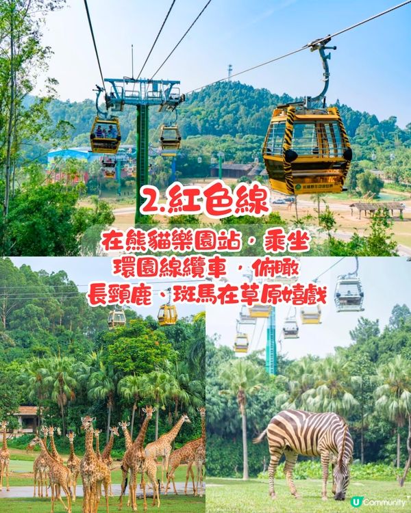 廣州長隆野生動物世界1日遊玩| 5大必玩路線推介| 打卡網紅奶爸x黑蜘蛛猴/俯瞰長頸鹿/熊貓餐廳‼️附票價資訊