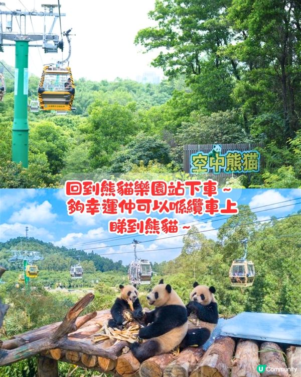 廣州長隆野生動物世界1日遊玩| 5大必玩路線推介| 打卡網紅奶爸x黑蜘蛛猴/俯瞰長頸鹿/熊貓餐廳‼️附票價資訊