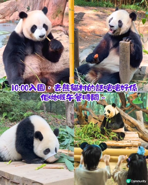 廣州長隆野生動物世界1日遊玩| 5大必玩路線推介| 打卡網紅奶爸x黑蜘蛛猴/俯瞰長頸鹿/熊貓餐廳‼️附票價資訊