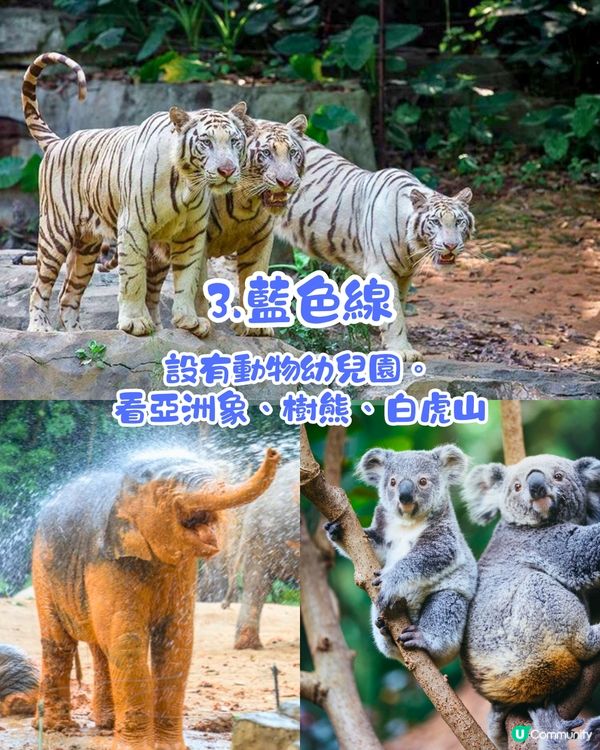 廣州長隆野生動物世界1日遊玩| 5大必玩路線推介| 打卡網紅奶爸x黑蜘蛛猴/俯瞰長頸鹿/熊貓餐廳‼️附票價資訊