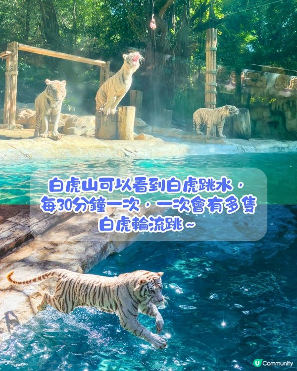 廣州長隆野生動物世界1日遊玩| 5大必玩路線推介| 打卡網紅奶爸x黑蜘蛛猴/俯瞰長頸鹿/熊貓餐廳‼️附票價資訊