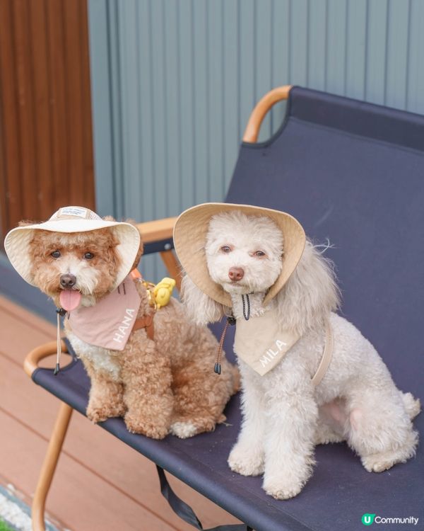 山系小狗上線🩶