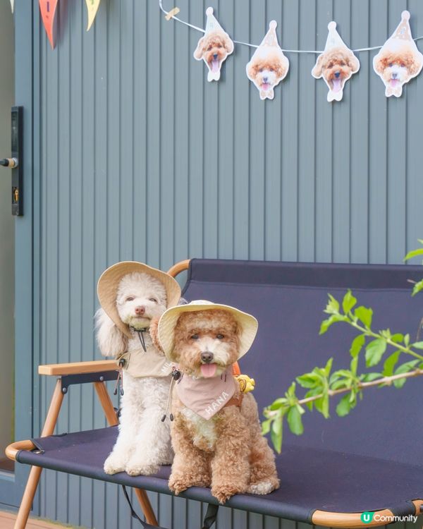 山系小狗上線🩶