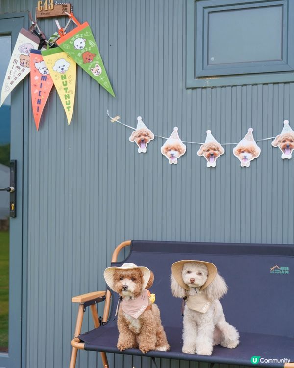 山系小狗上線🩶