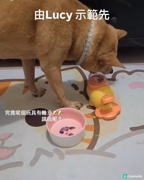 點解🐶🐶會喺我哋出門口之後來回跑或吠叫?