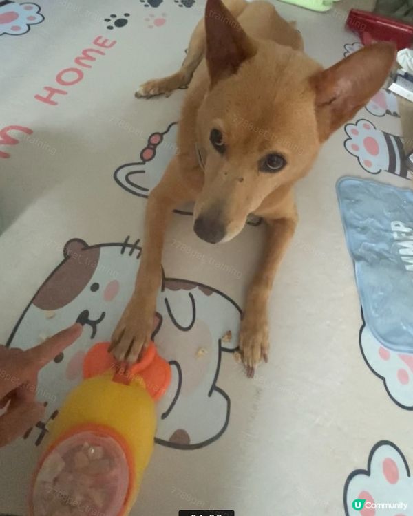 點解🐶🐶會喺我哋出門口之後來回跑或吠叫?