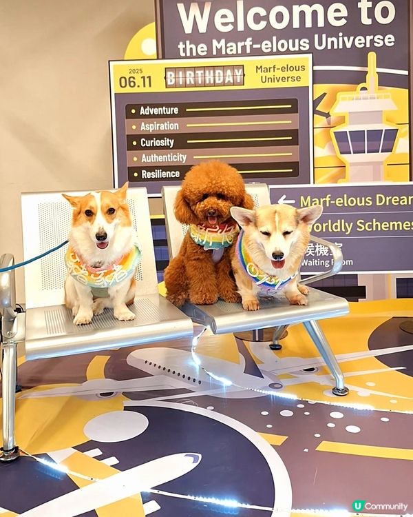 阿棍屋生日趴🎉🐶  領養日等你！