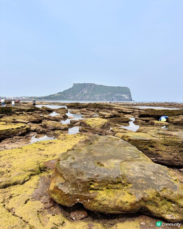 🇰🇷🌊濟州島趕海記👏🏻💯挖蜆捉蟹仔!親子必玩🌞  