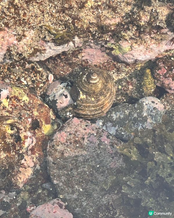🇰🇷🌊濟州島趕海記👏🏻💯挖蜆捉蟹仔!親子必玩🌞  