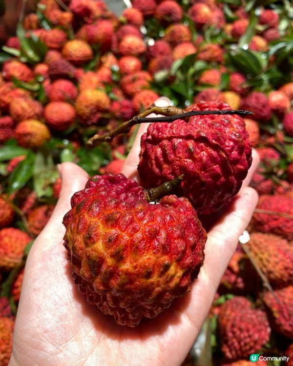 ✨ 深圳🇨🇳-⚠️💬巨无霸火山岩荔枝王還未️試⁉️💢外殼竟..📍永輝