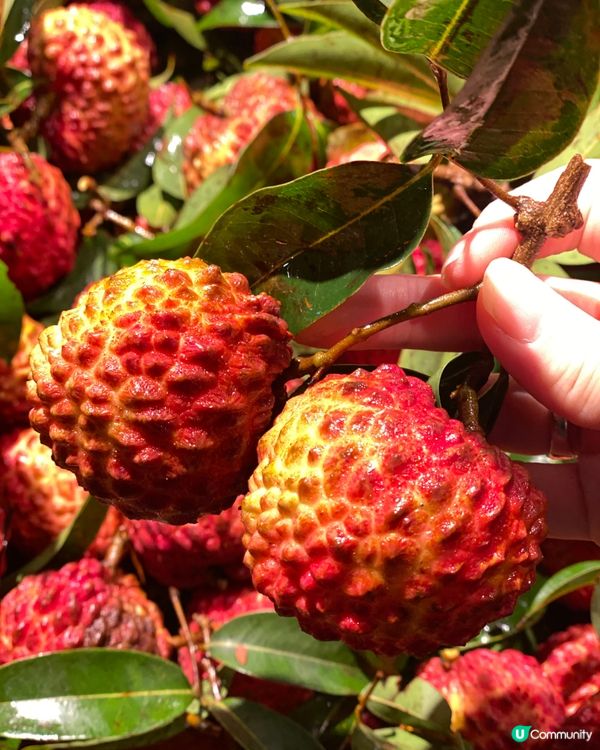 ✨ 深圳🇨🇳-⚠️💬巨无霸火山岩荔枝王還未️試⁉️💢外殼竟..📍永輝