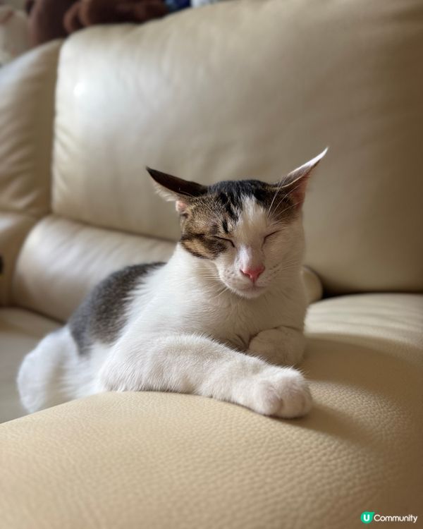 貓咪飛機耳唔一定係警戒狀態