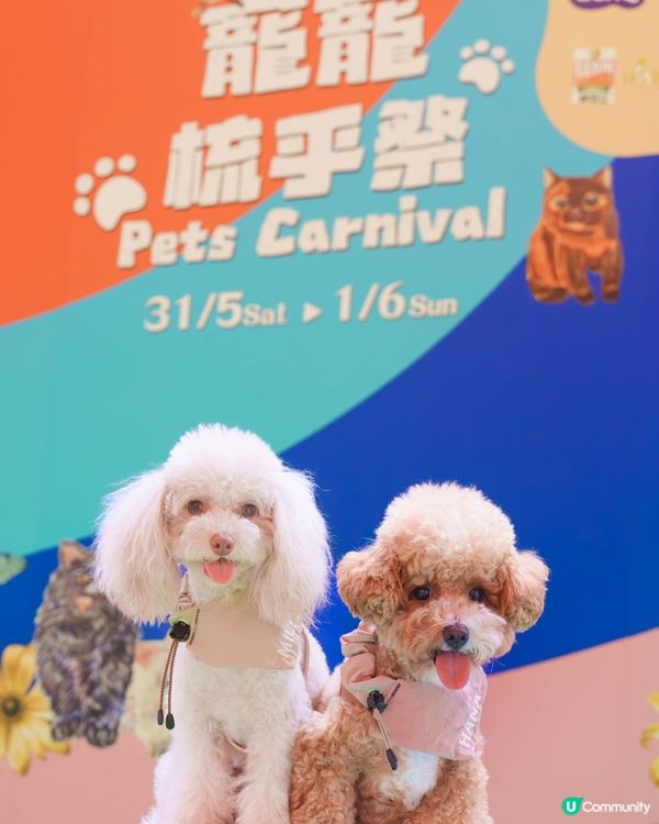 MegaBox寵寵梳乎祭✨