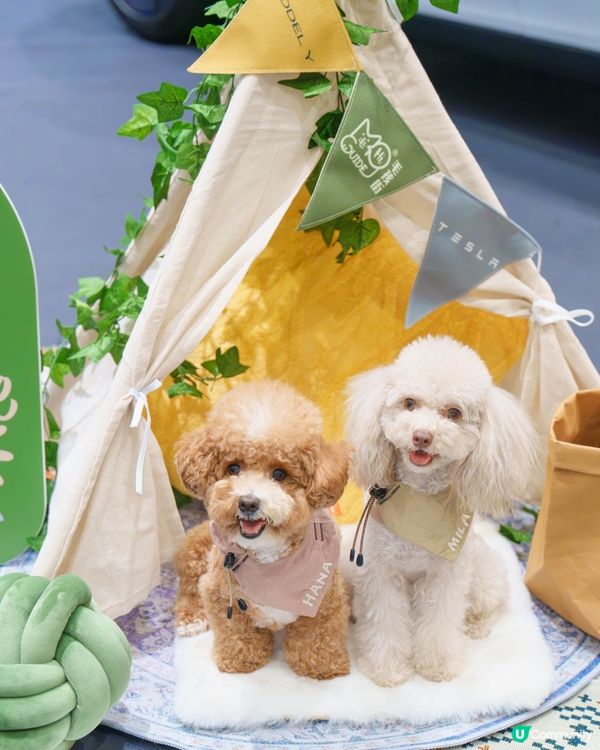 MegaBox寵寵梳乎祭✨