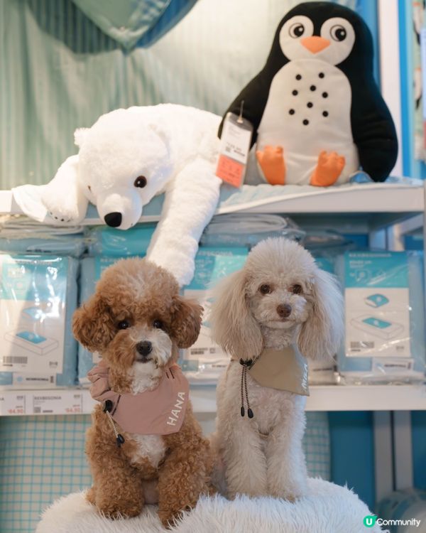 🐶毛孩天堂！商場任你行！🤩