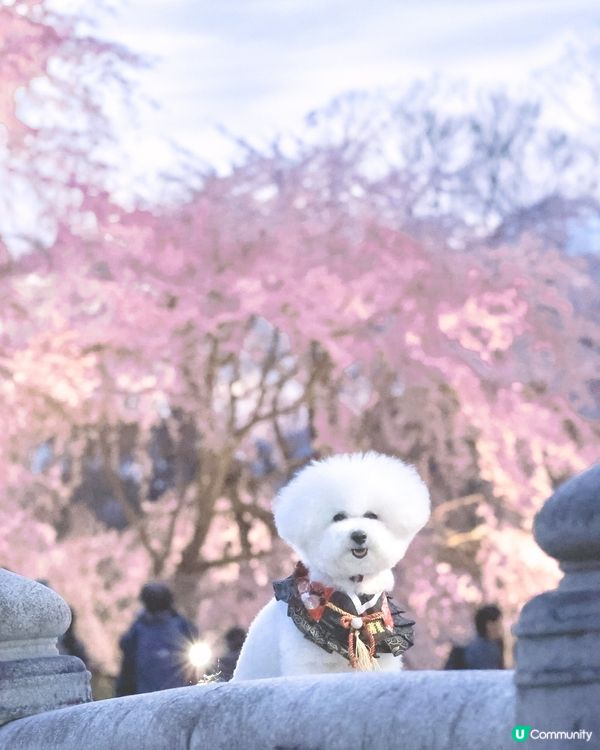 帶狗去旅行之係京都影到櫻花晚霞😍寵物友善公園！ ！ 