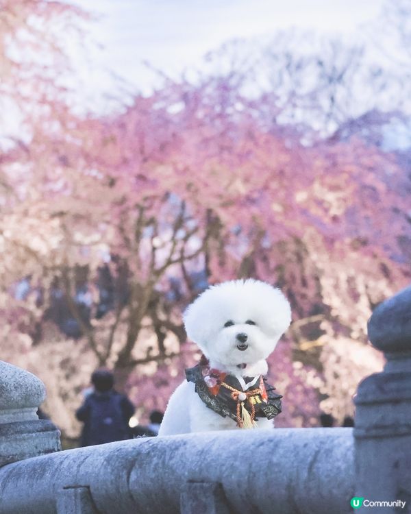 帶狗去旅行之係京都影到櫻花晚霞😍寵物友善公園！ ！ 
