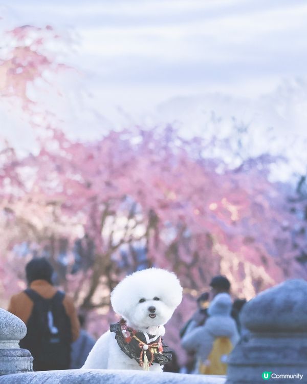 帶狗去旅行之係京都影到櫻花晚霞😍寵物友善公園！ ！ 