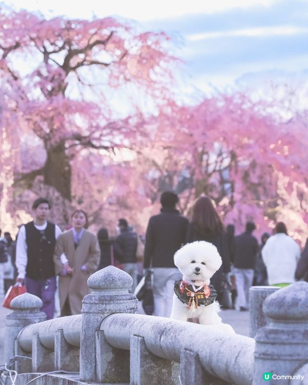 帶狗去旅行之係京都影到櫻花晚霞😍寵物友善公園！ ！ 