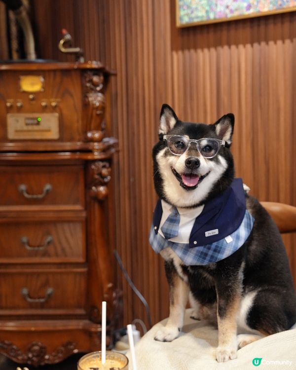 避暑搵食好去處 🐶 灣仔新發現！