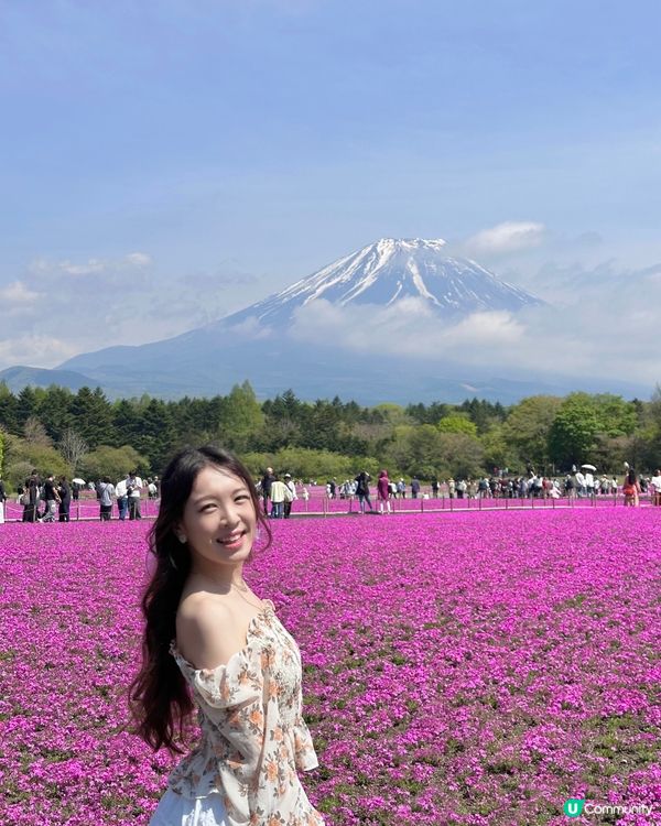 🇯🇵🗻最美富士山芝櫻🎀🩷