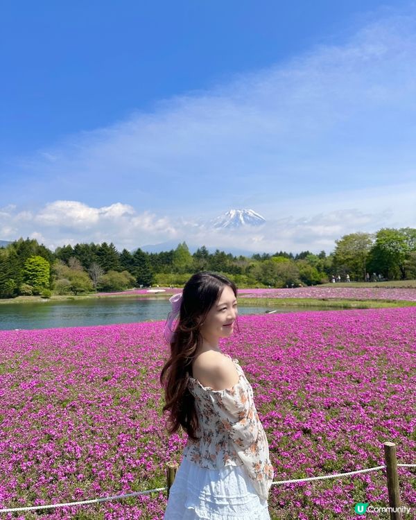 🇯🇵🗻最美富士山芝櫻🎀🩷