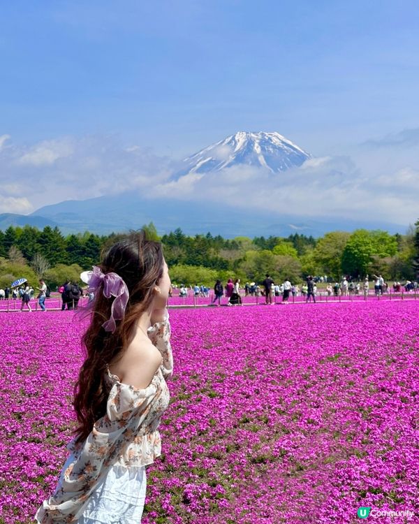 🇯🇵🗻最美富士山芝櫻🎀🩷
