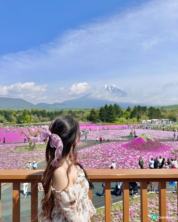 🇯🇵🗻最美富士山芝櫻🎀🩷
