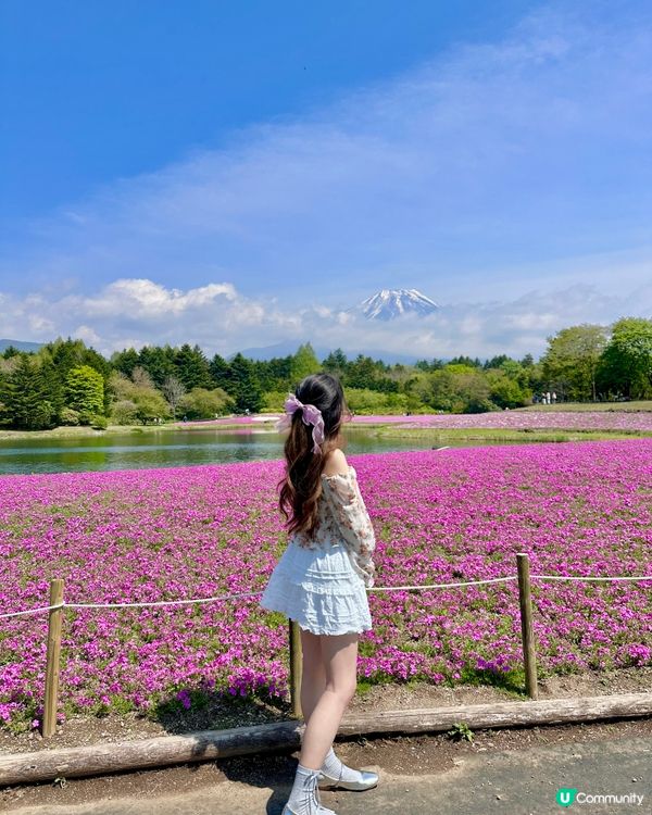 🇯🇵🗻最美富士山芝櫻🎀🩷