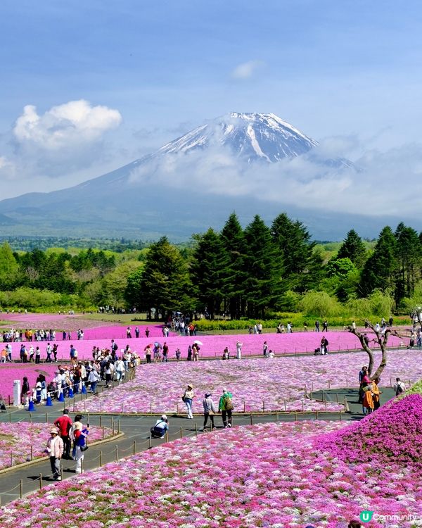 🇯🇵🗻最美富士山芝櫻🎀🩷