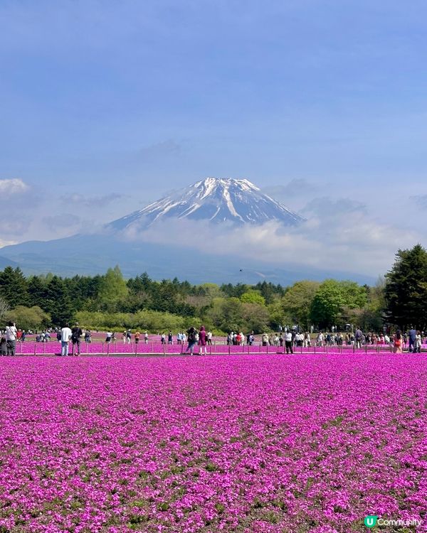 🇯🇵🗻最美富士山芝櫻🎀🩷