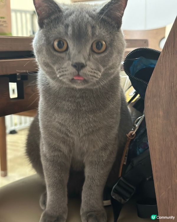 哎呀唔記得收埋條脷