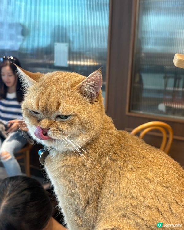 我去咗貓cafe ,那裏的貓性格獨立溫順,愛乾淨,動作靈敏優...