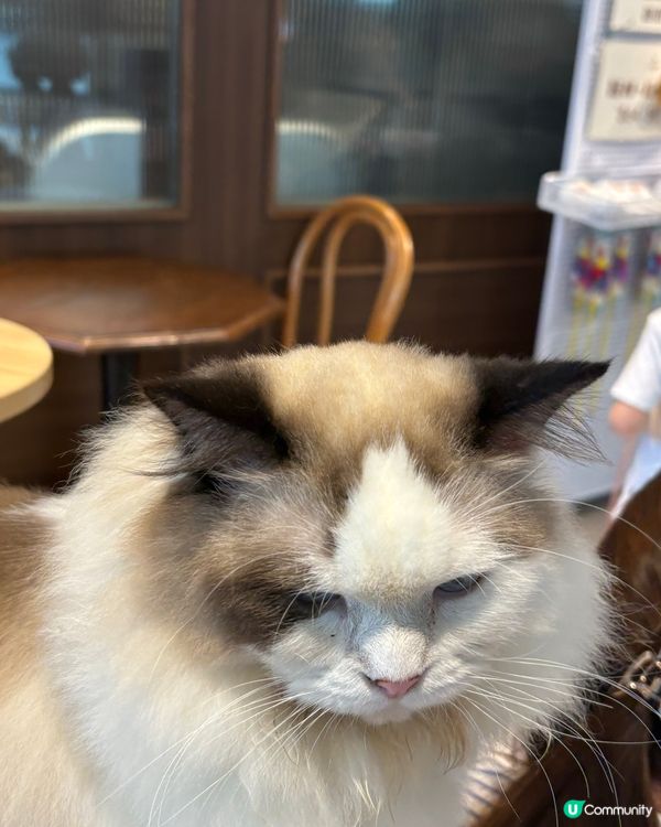 我去咗貓cafe ,那裏的貓性格獨立溫順,愛乾淨,動作靈敏優...