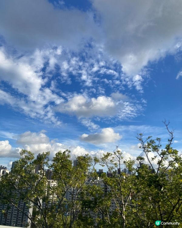 巴士遊走荃灣、龍翔道景色 即食飯、和奶茶的味道