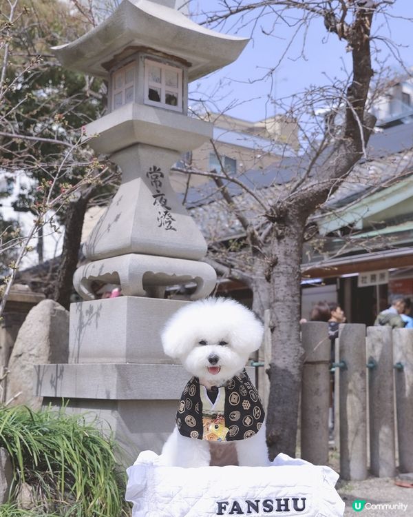 難波八阪神社🦁寵物友善☺️你都快啲帶埋狗狗一齊去祈福啦～
