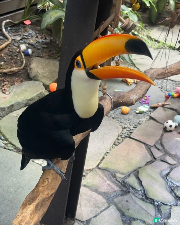 肉球森林(東門店)Part2