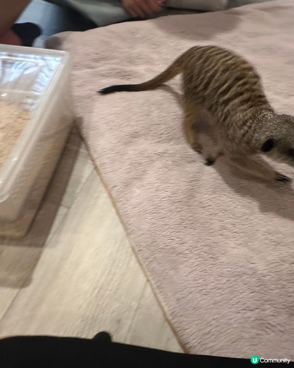 肉球森林(東門店)Part2