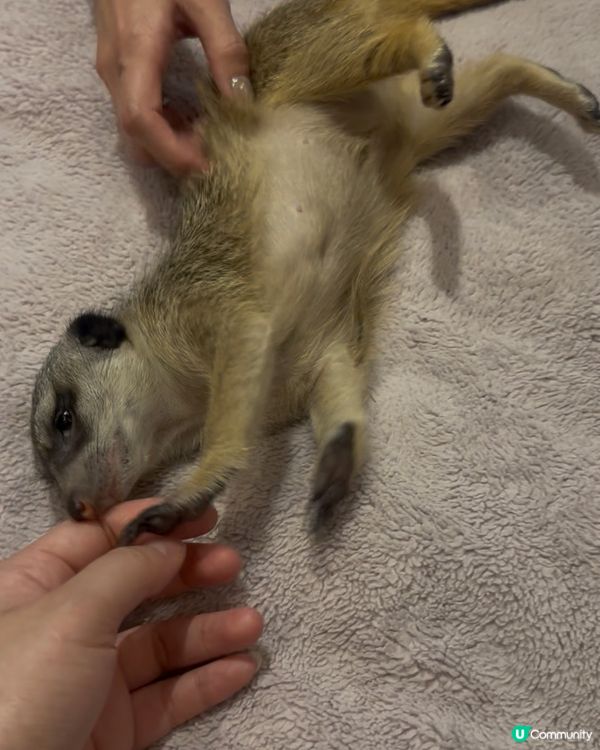 肉球森林(東門店)Part2