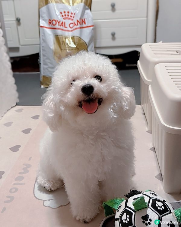 我係 Royal Canin Pet-OL