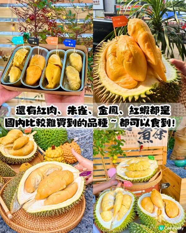 深圳榴槤大排檔😍食馬來西亞直運榴槤！黑刺/貓山王/葫蘆/甲必利‼️可選拼盤